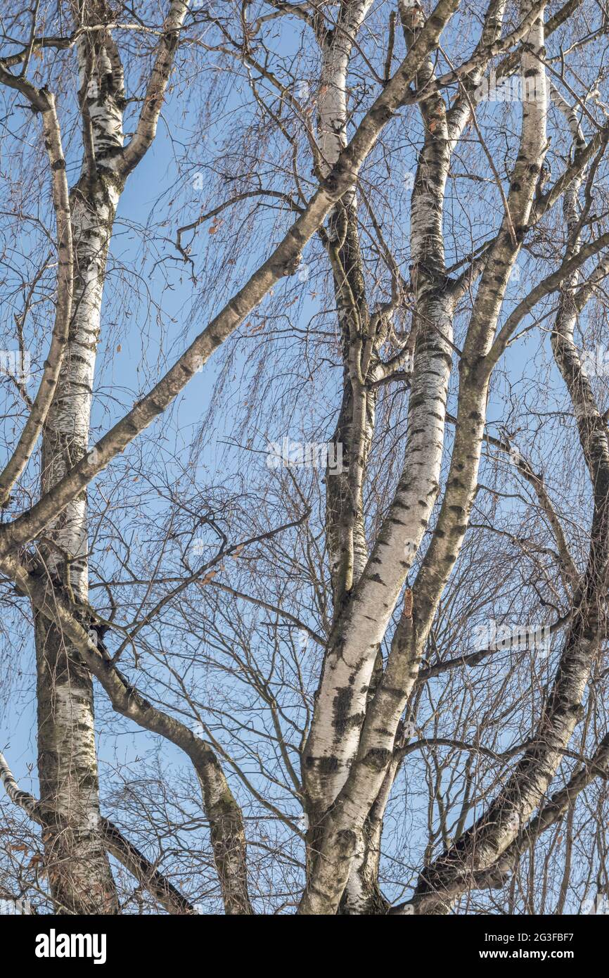 Alberi di betulla senza foglie in inverno su uno sfondo di cielo blu. Giorno invernale soleggiato. Foto Stock