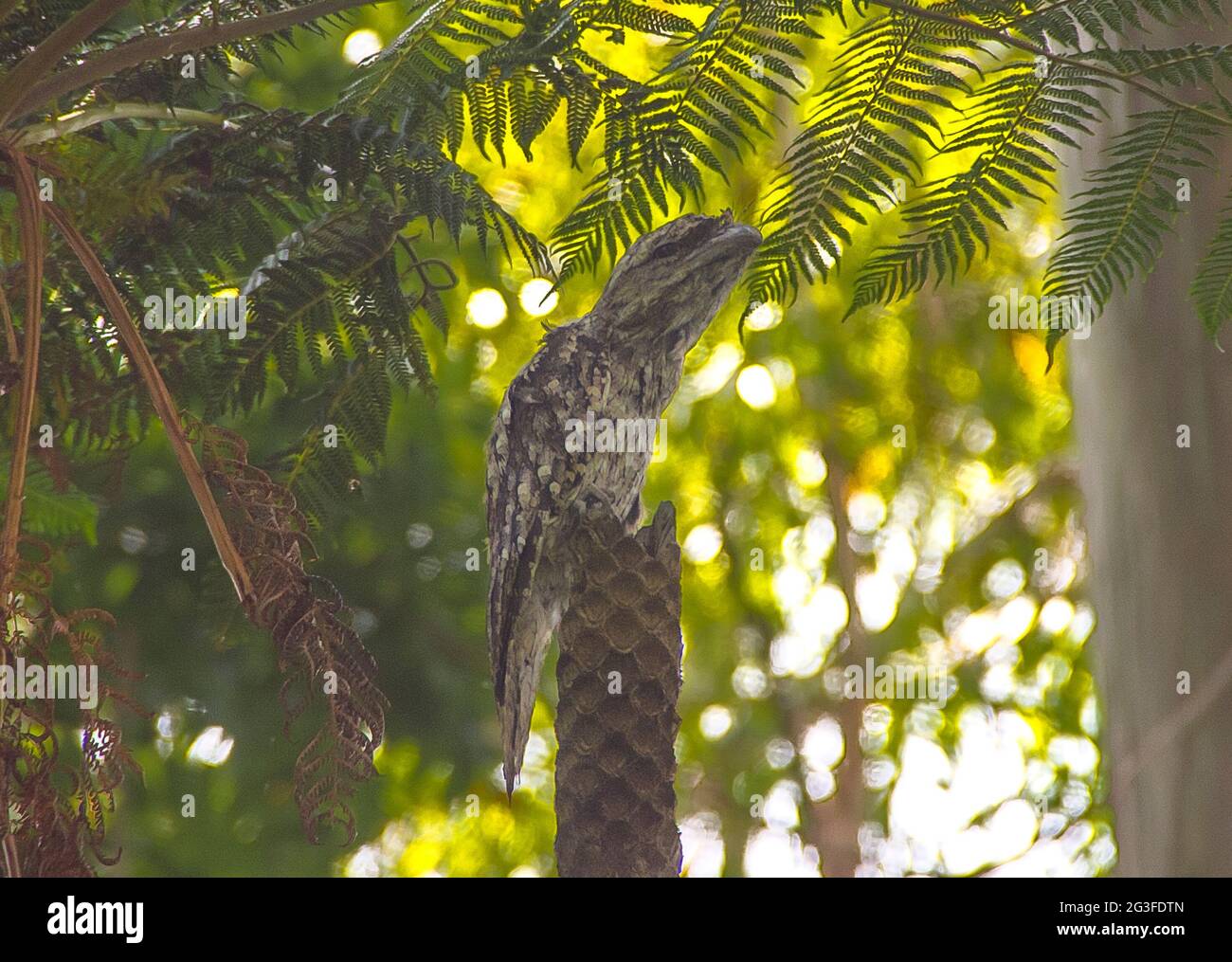 Frogmouth marmorizzato (Podargus ocellatus) nella foresta pluviale subtropicale sul Monte Tamborine, Australia. Specie rare e minacciate nel baldacchino della foresta. Foto Stock