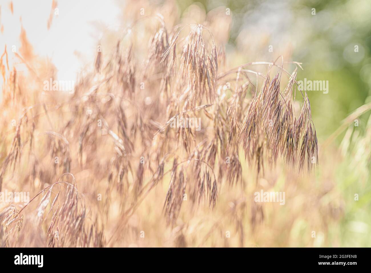 Orecchie di erba da campo con tinte rosse Foto Stock