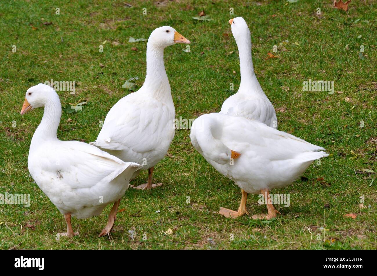 Oca bianca, oche Foto Stock