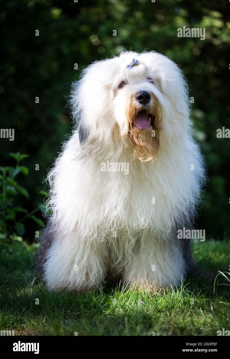 Bobtail (Old English Sheepdog) Foto Stock