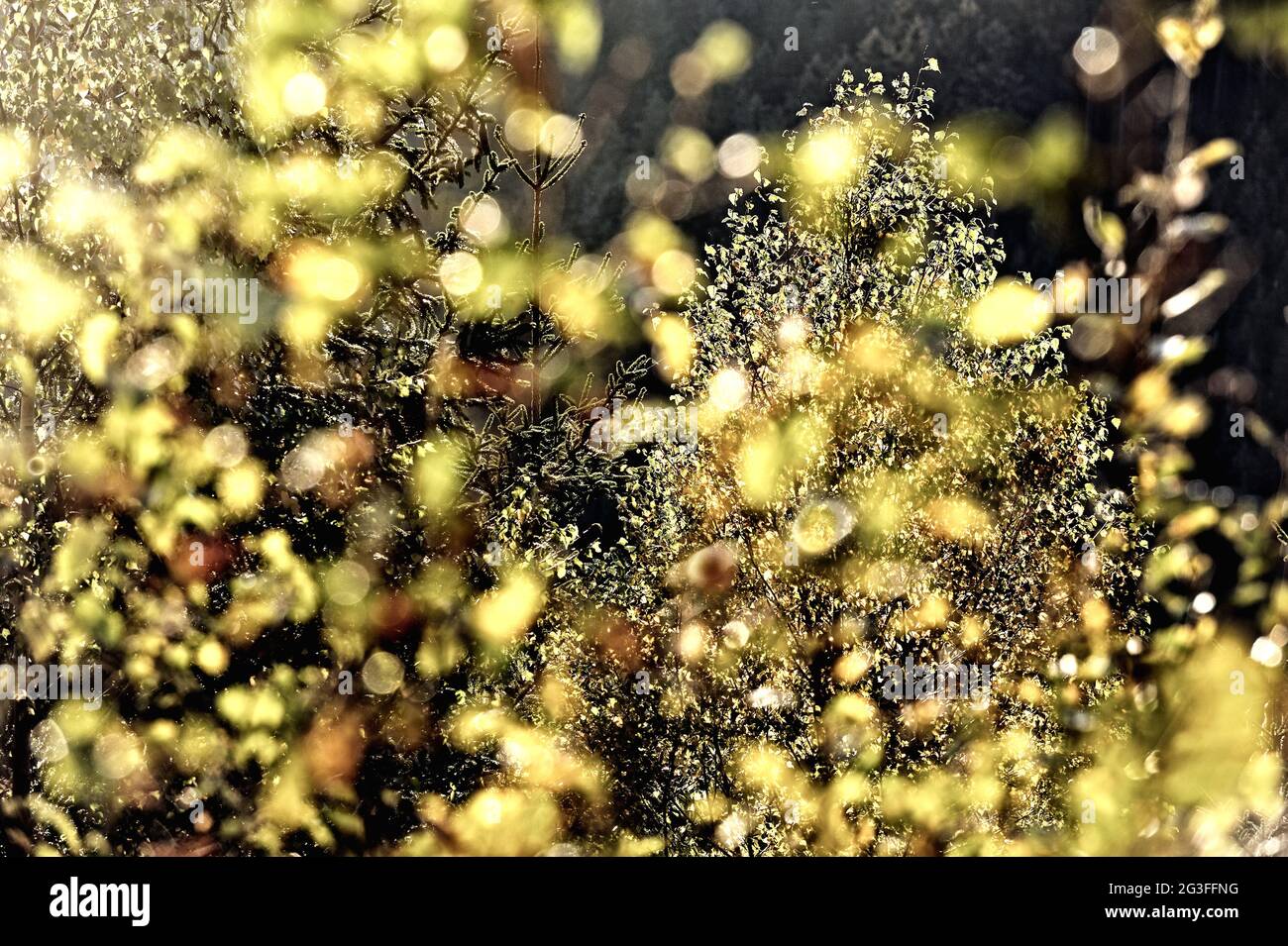 Paesaggi autunnali nelle montagne di Harz, Okertal.Herbst in Okertal Foto Stock