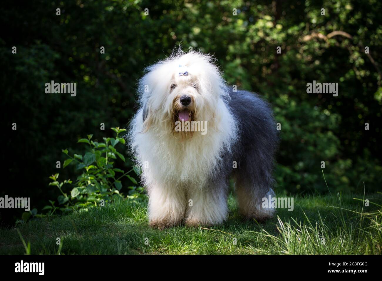 Bobtail (Old English Sheepdog) Foto Stock