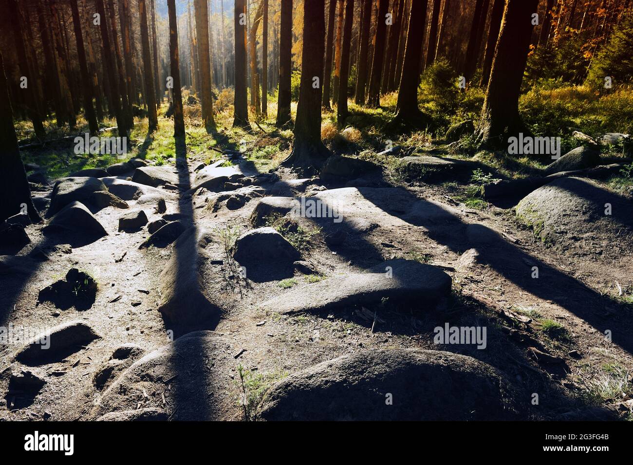 Paesaggi autunnali nelle montagne di Harz, Brocken.Herbst a Brocken Foto Stock