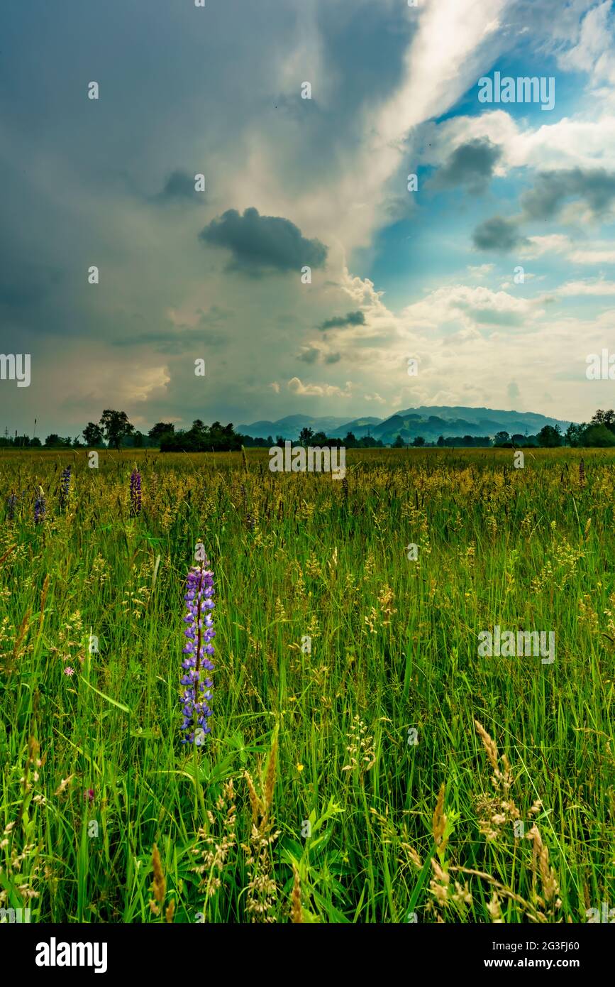 lupinen im Naturschutzgebiet Schweizer Ried, Lustenau in Rheintal bei aufziehendem Gewitter. Drammatische Szene im Frühling Foto Stock