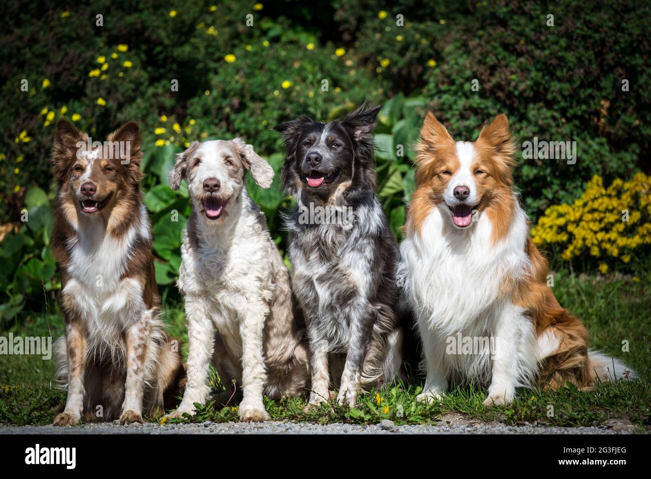 Quattro cani, Border Collies e Bearded Collie Foto Stock