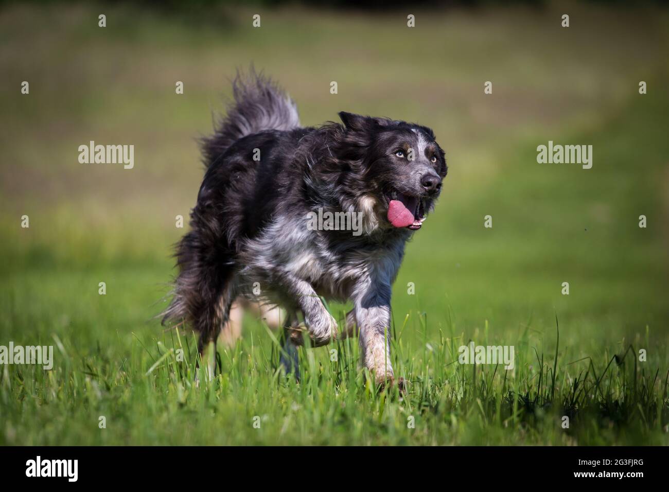 Border Collie in esecuzione Foto Stock