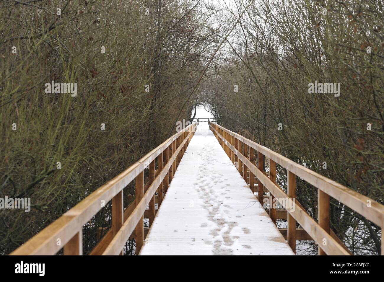 Winteranfang am Steinhuder Meer 2012 Foto Stock