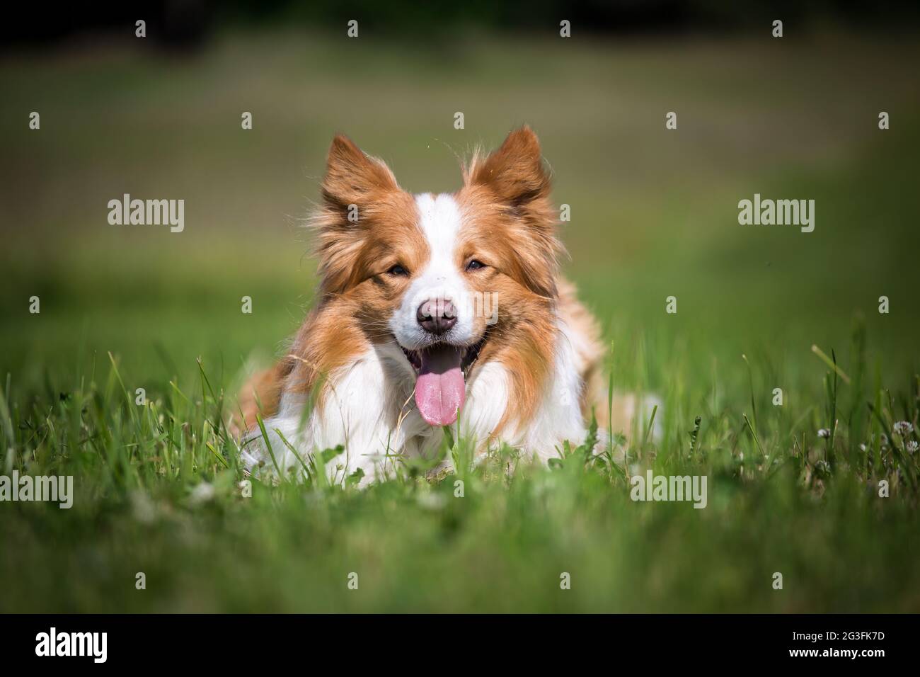 Border Collie mentito Foto Stock