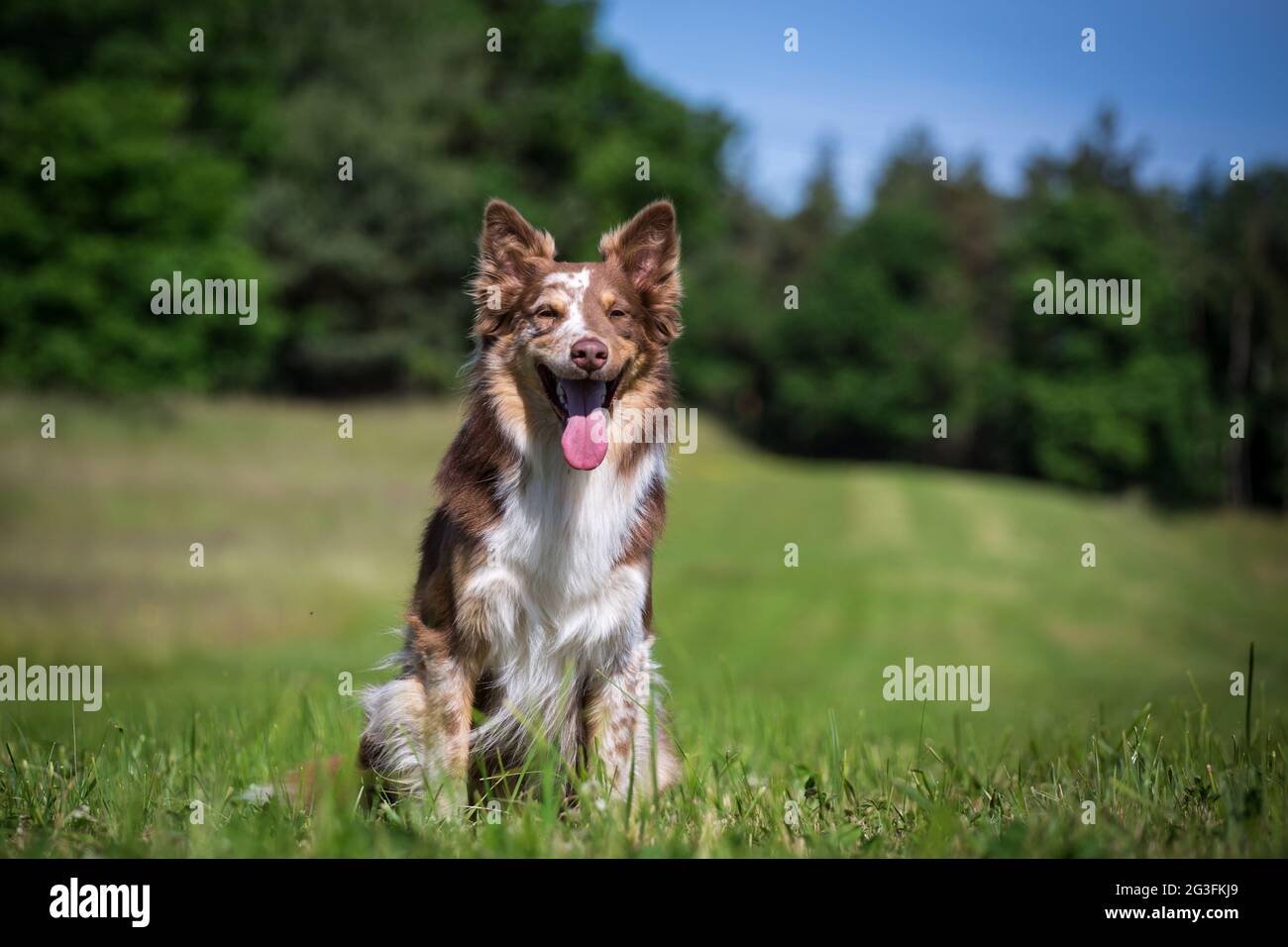 Border Collie seduto Foto Stock