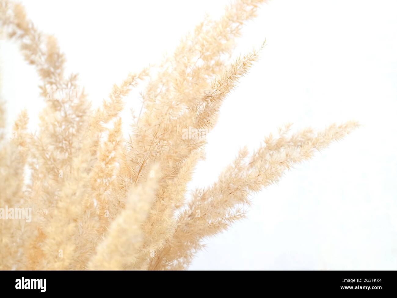 Pampas secchi fiore d'erba primo piano su sfondo bianco, foto non messa a fuoco, fuoco selettivo. Foto di alta qualità Foto Stock