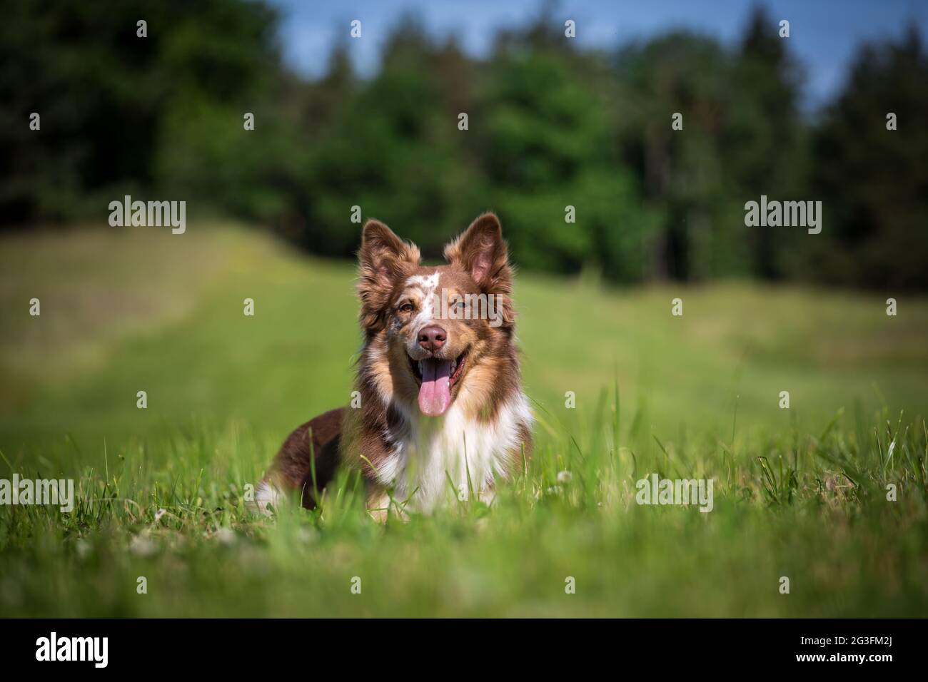 Border Collie mentito Foto Stock