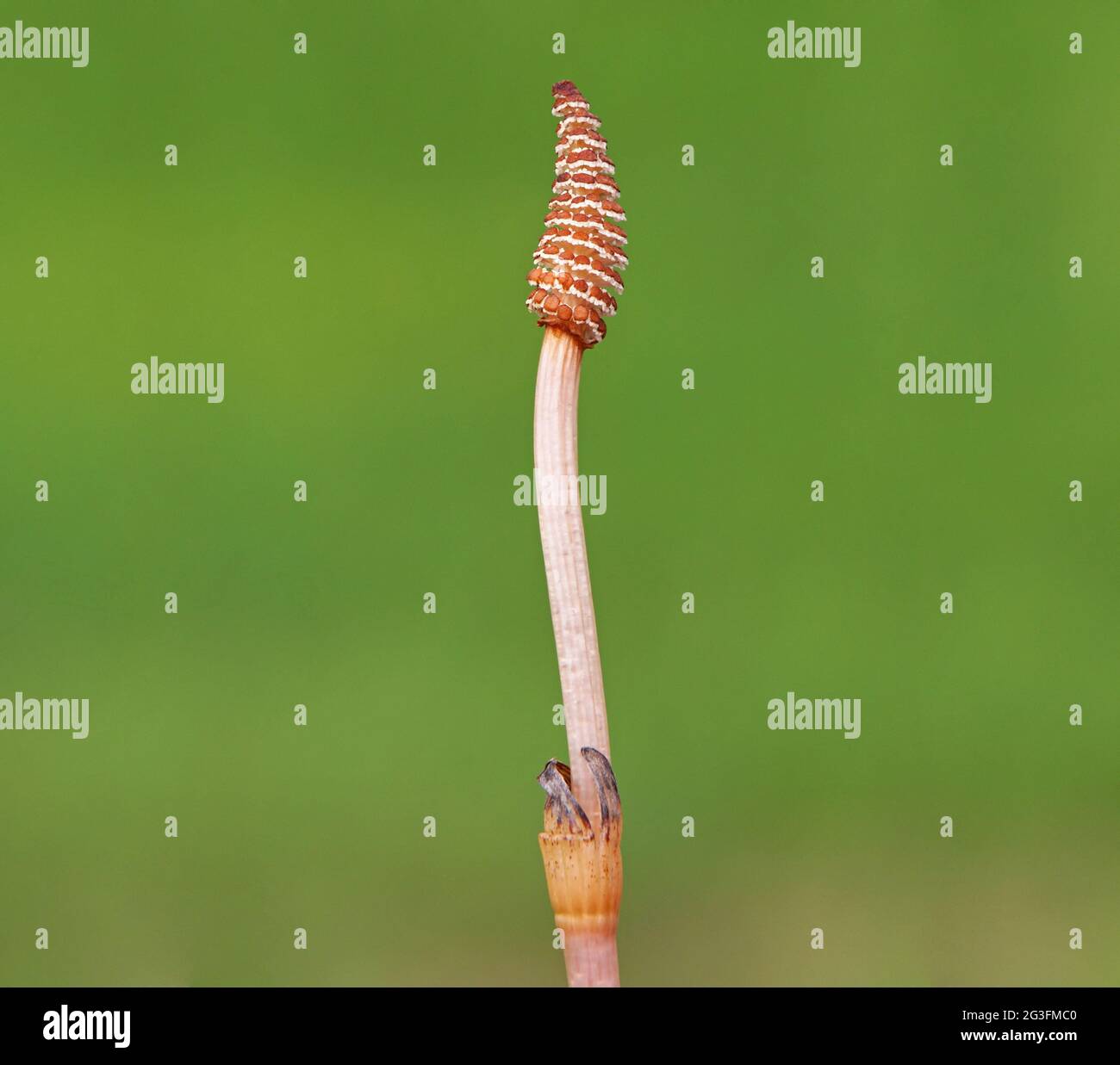 Fertili germogli di piante di corno, Equisetum arvense Foto Stock