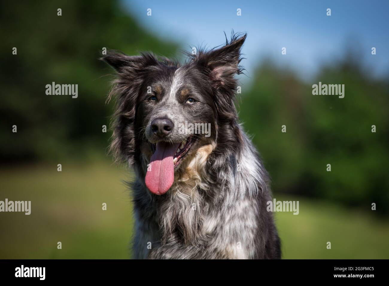 Collie di bordo Foto Stock