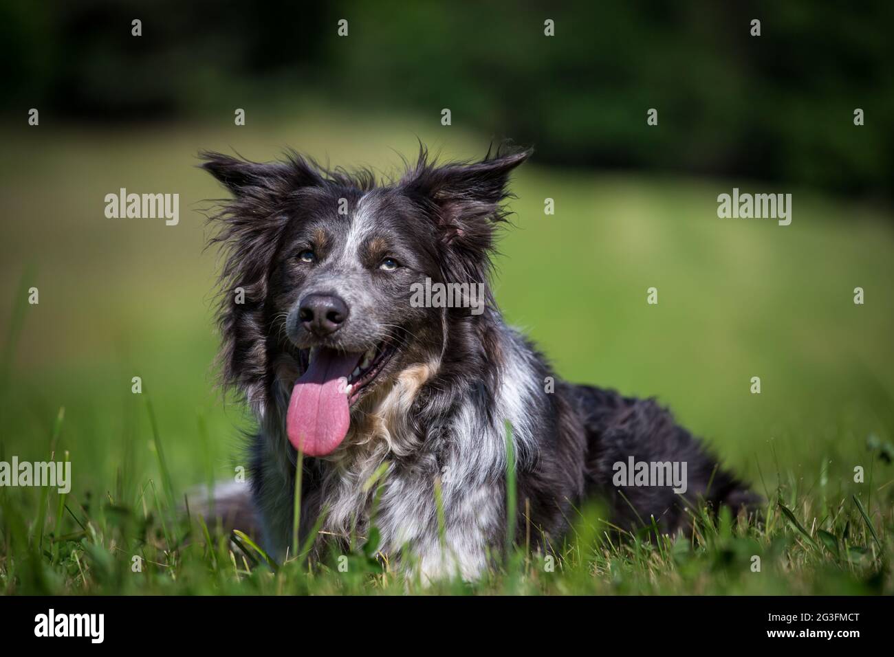 Border Collie mentito Foto Stock