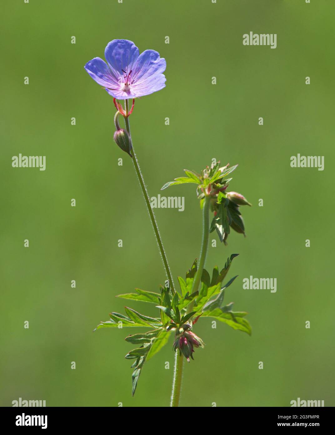 Fiori blu di mirtilla, geranio pratense Foto stock - Alamy