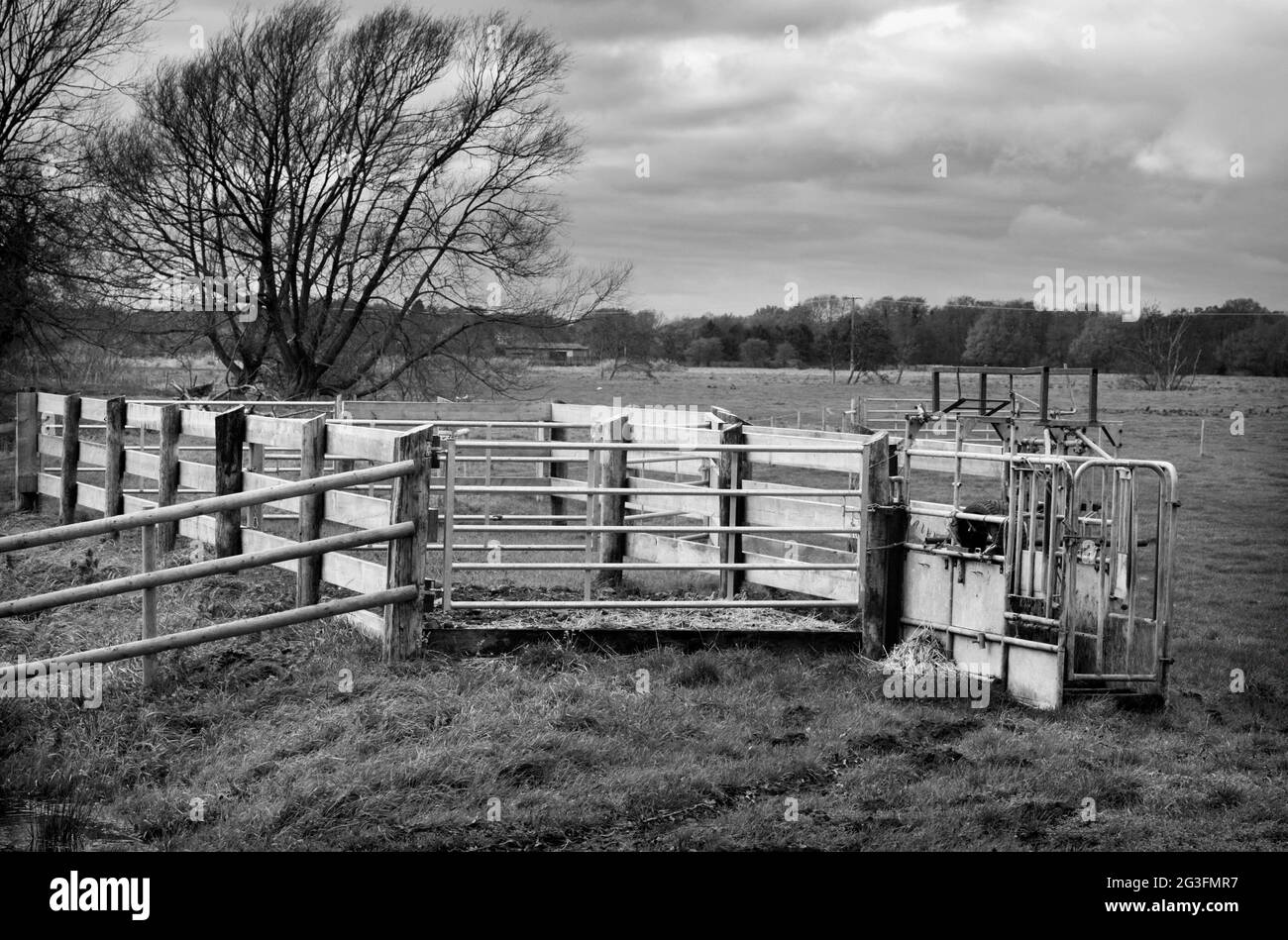 Penna per animali e porta di sicurezza sulla paludi a Mettingham suffolk, Regno Unito Foto Stock