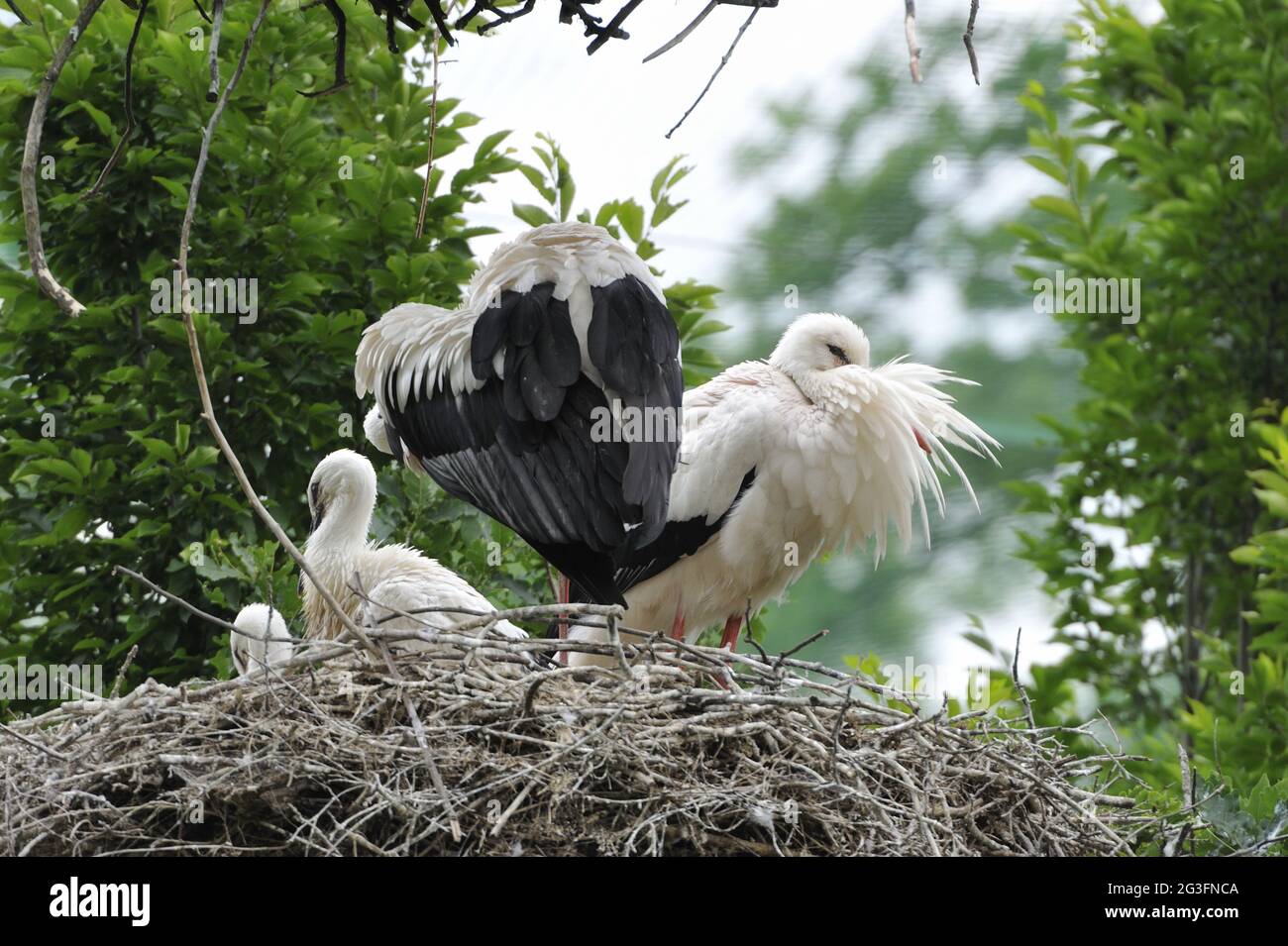 WeiÃŸstÃ¶rche (Ciconia ciconia) im Nest. Foto Stock