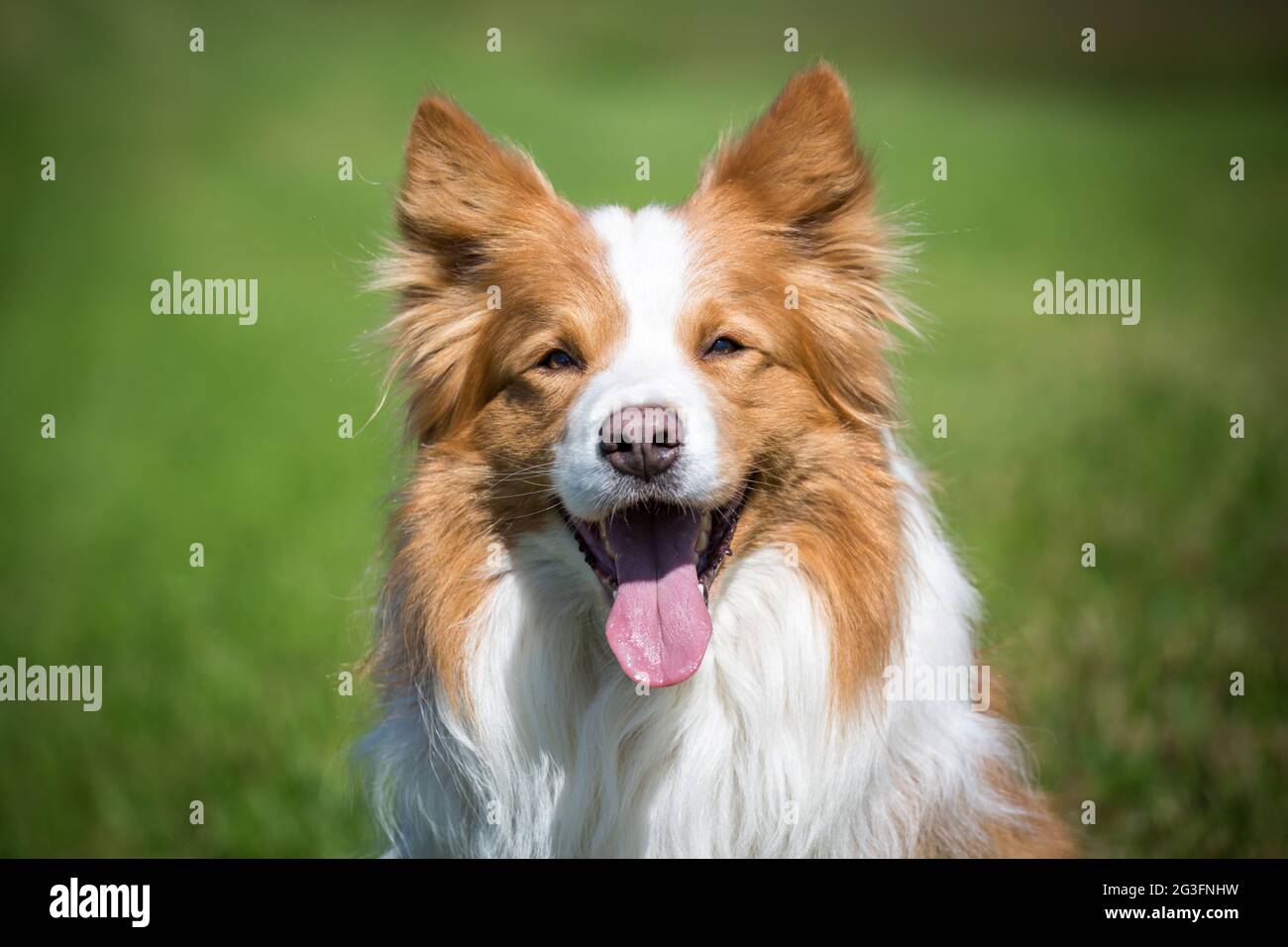 Collie di bordo Foto Stock