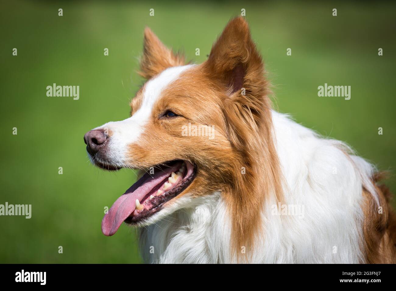 Collie di bordo Foto Stock