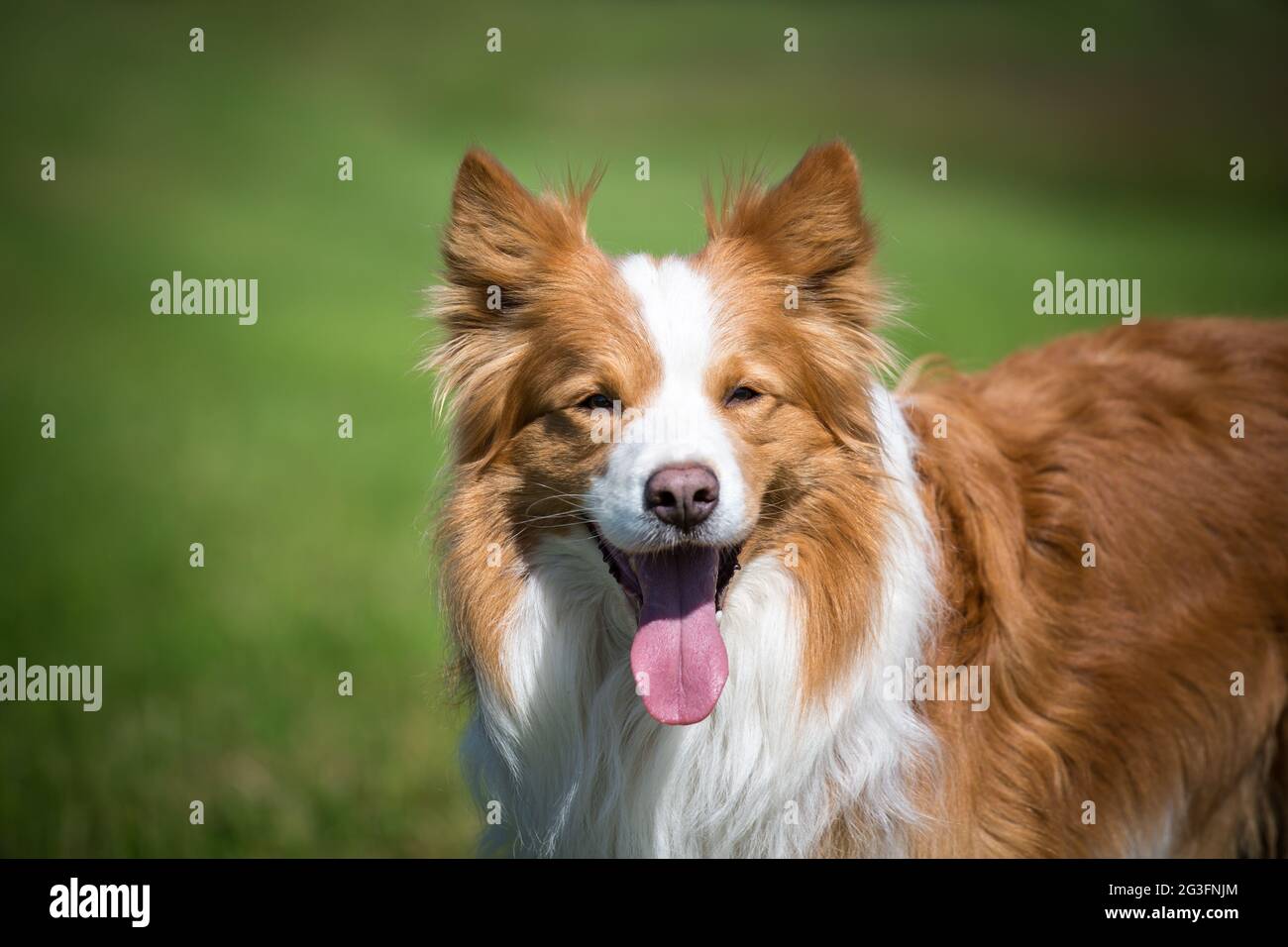 Collie di bordo Foto Stock