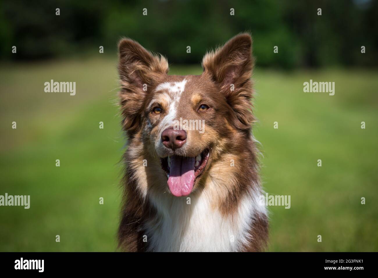 Collie di bordo Foto Stock