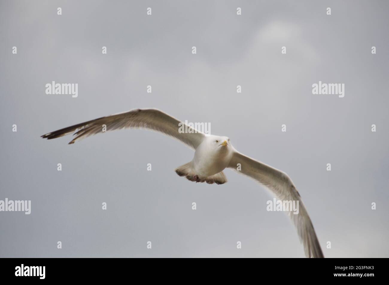 gabbiano in volo a caccia di cibo Foto Stock