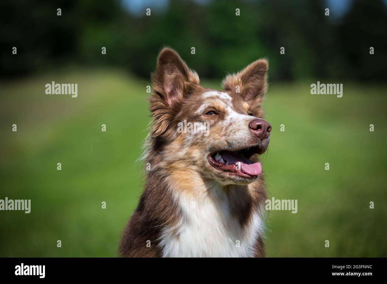 Collie di bordo Foto Stock