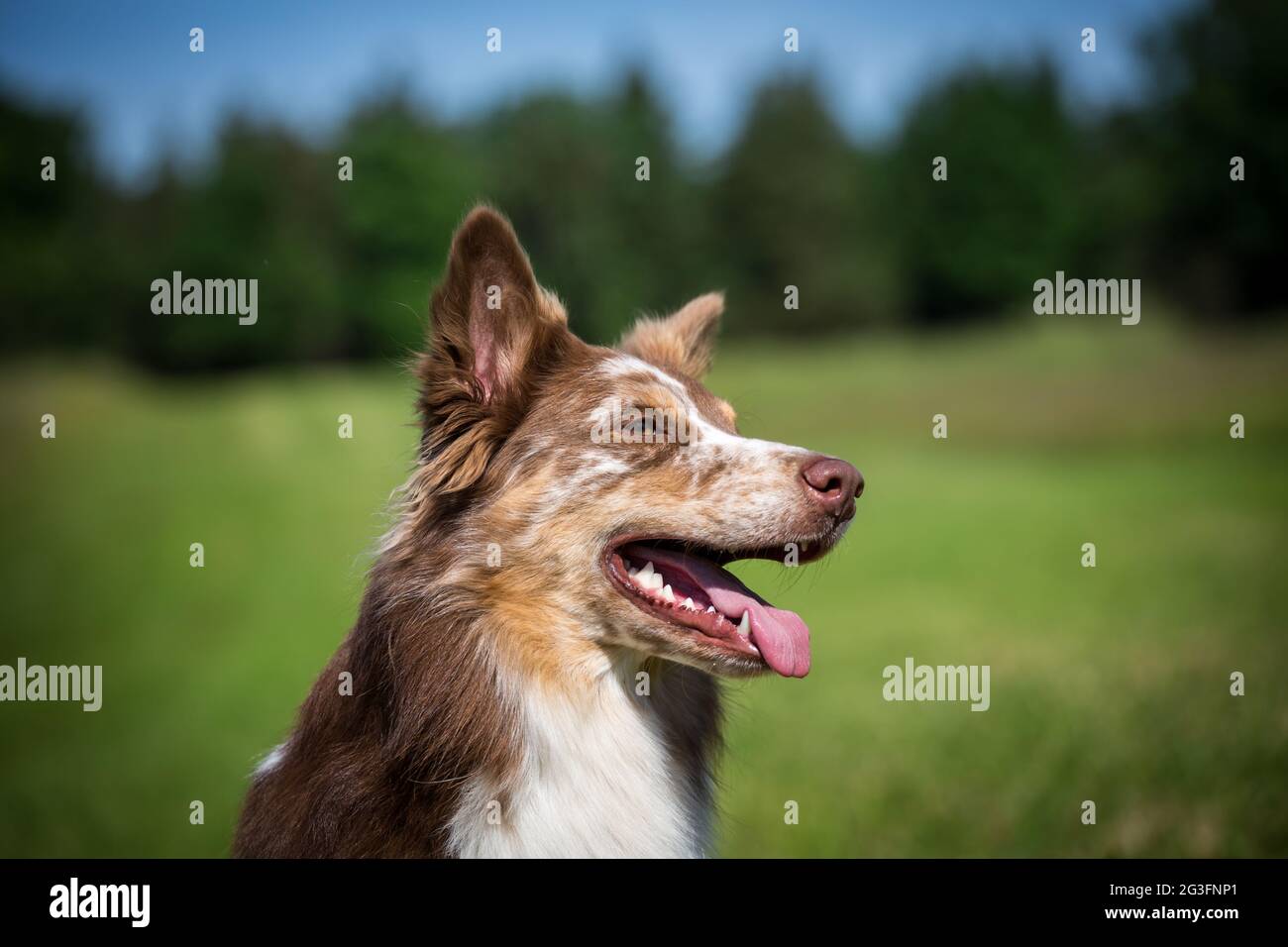Collie di bordo Foto Stock