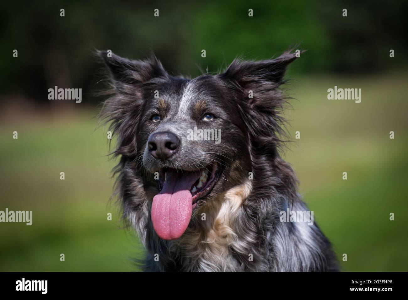 Collie di bordo Foto Stock
