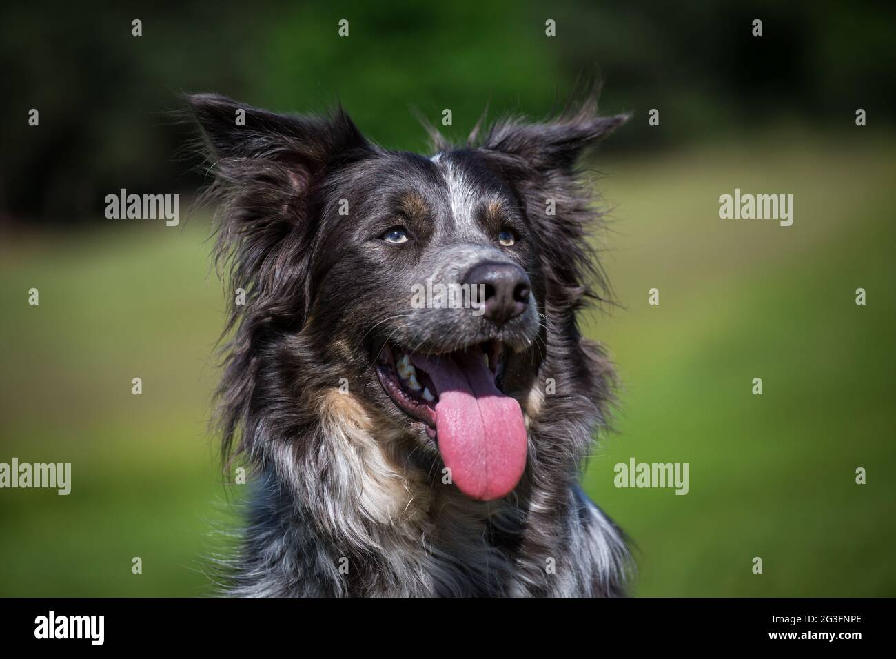 Collie di bordo Foto Stock