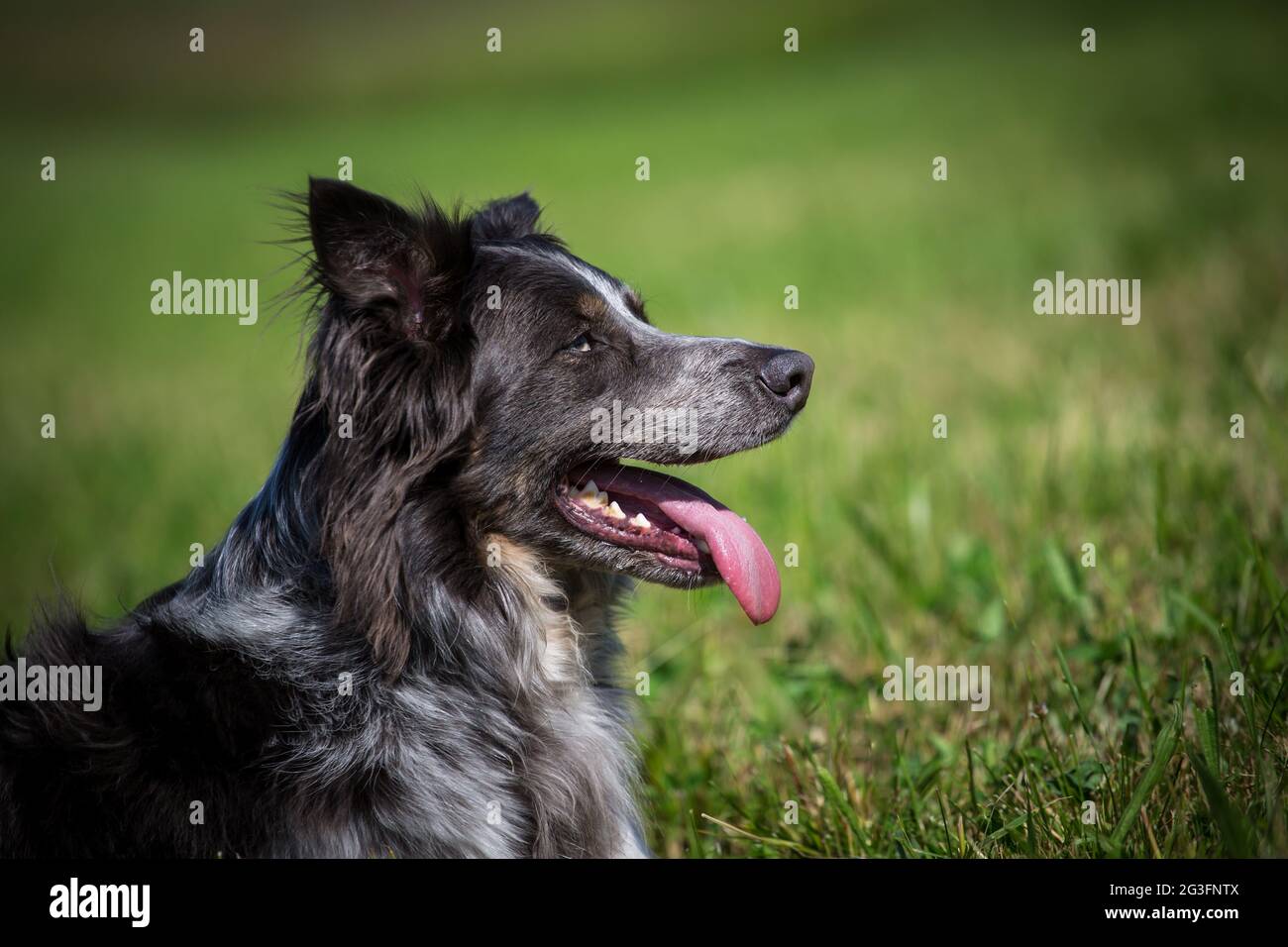 Collie di bordo Foto Stock
