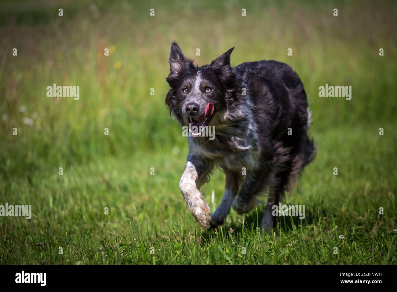 Border Collie in esecuzione Foto Stock