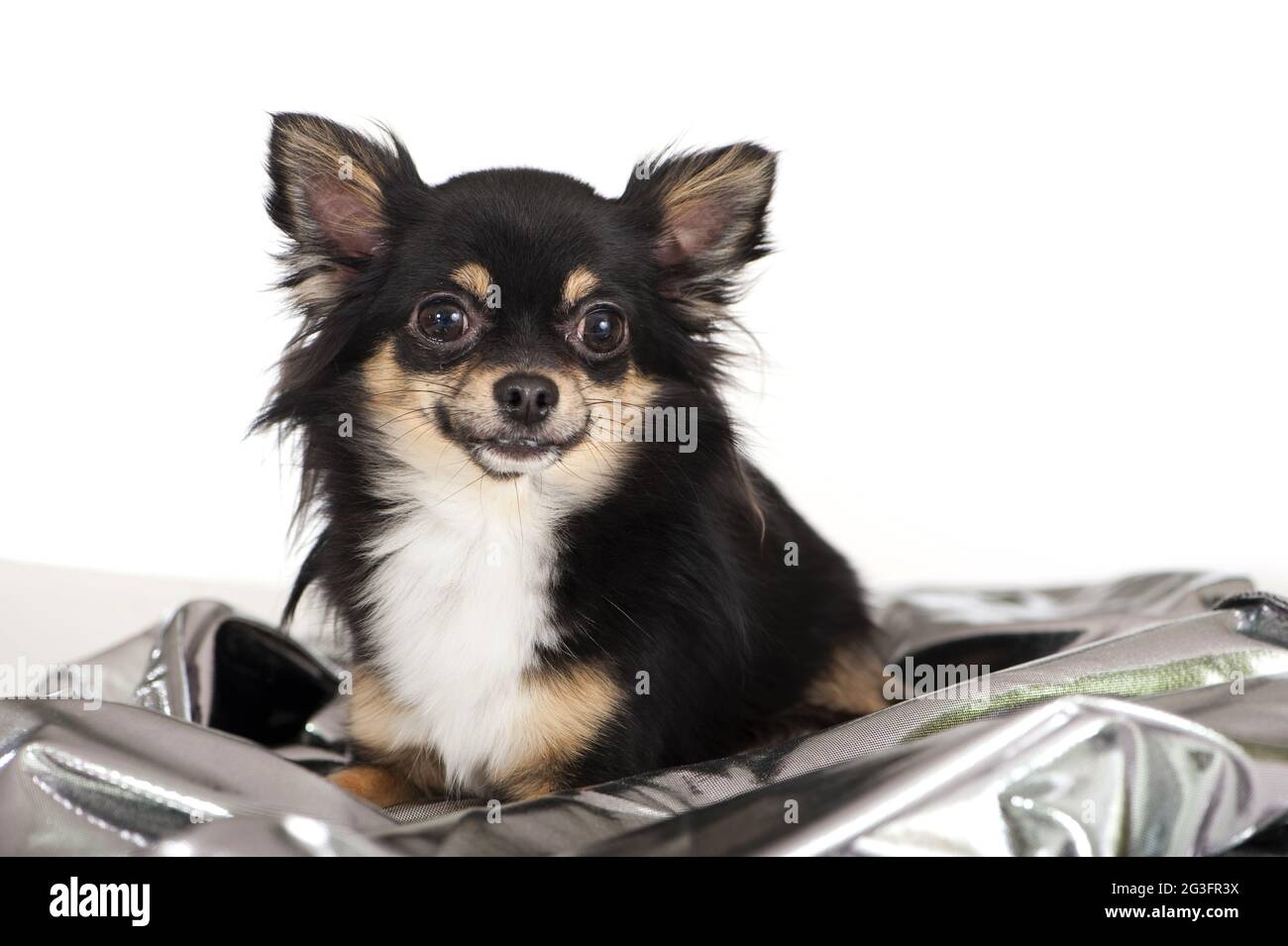 Chihuahuahua Foto Stock