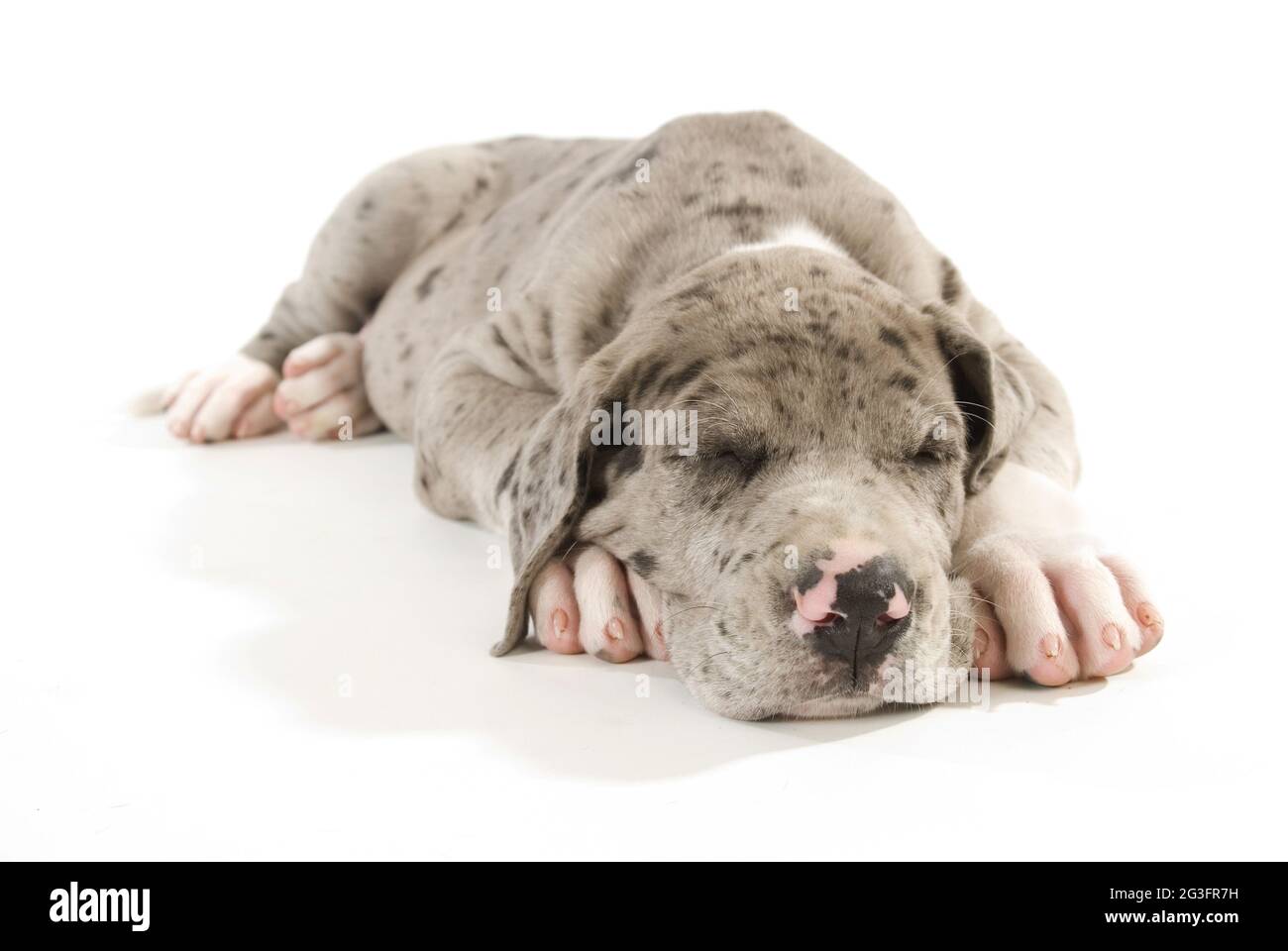 Doggenwelpe Foto Stock