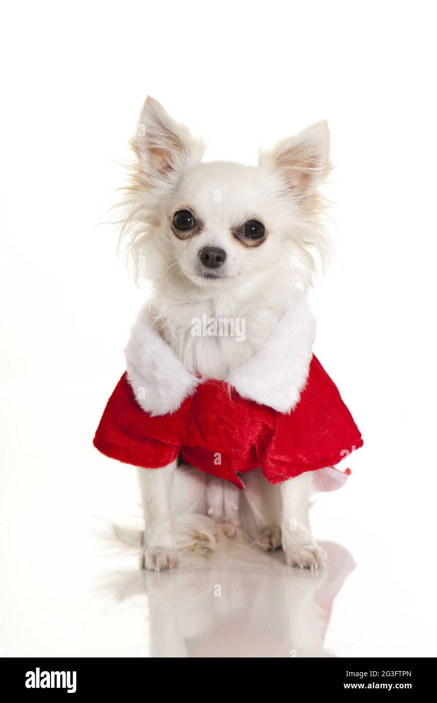 Chihuahua vestita come Babbo Natale Foto Stock