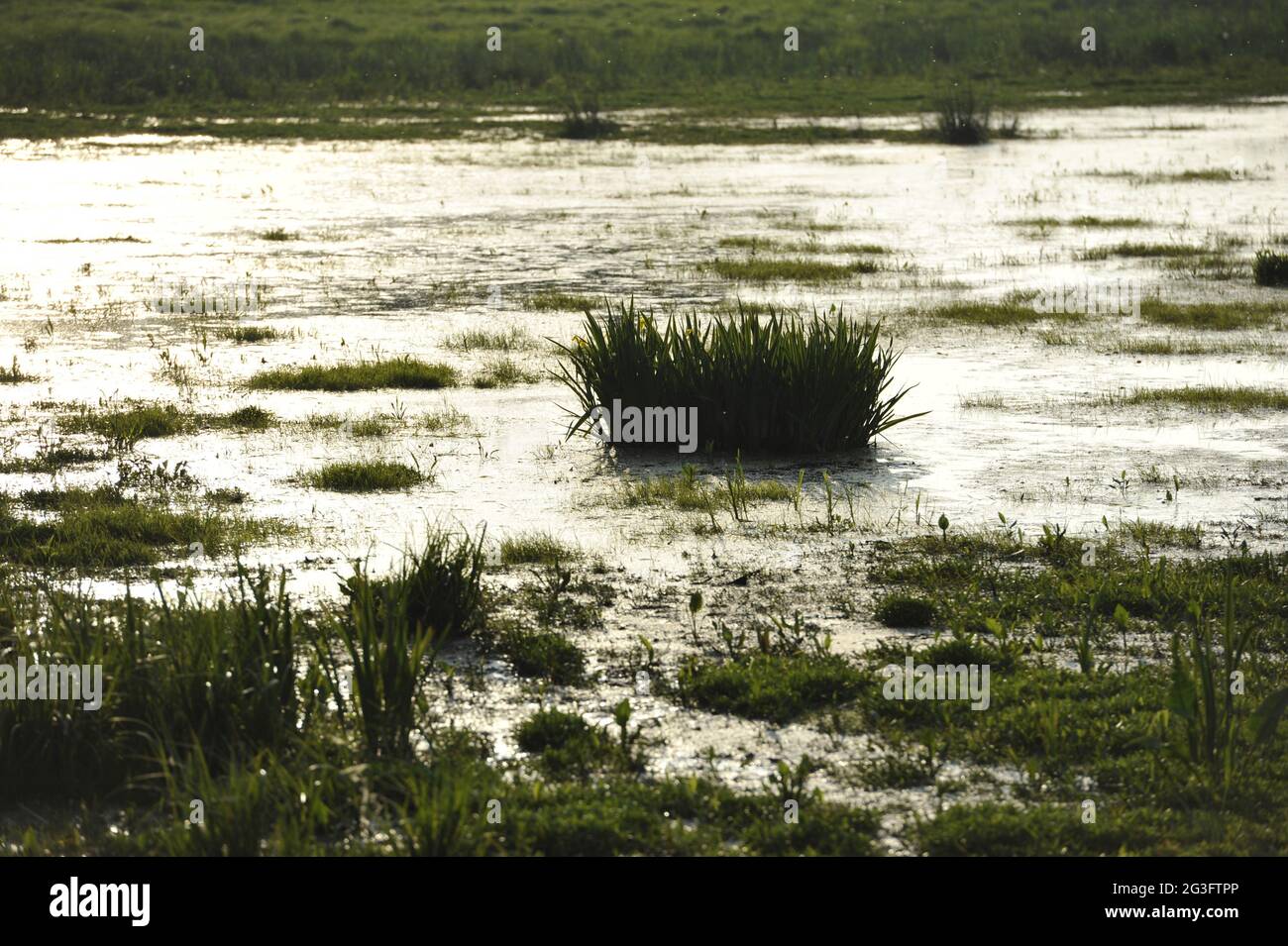 Habitat di uccelli nella Steinhuder Meer ovest torre lato nord. Foto Stock