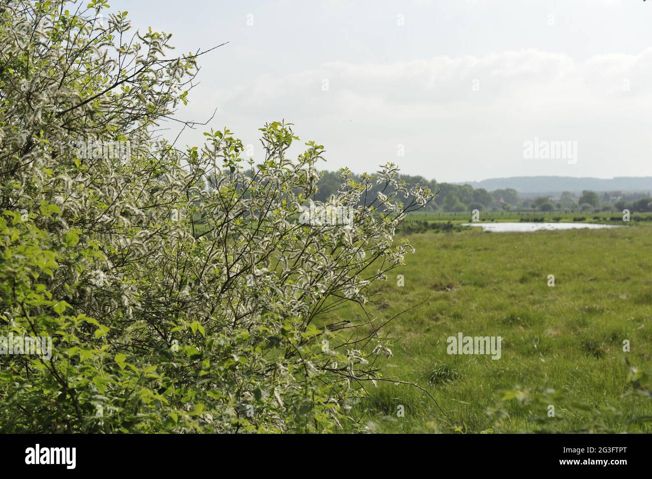 Habitat di uccelli nella Steinhuder Meer ovest torre lato nord. Foto Stock