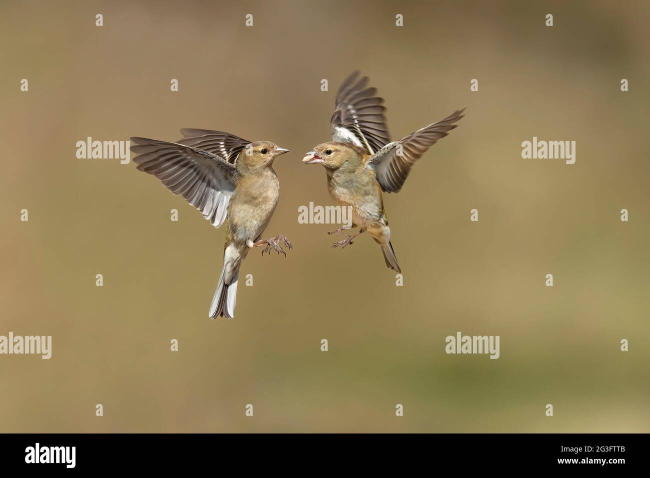 Chaffinch, femmine, volare, primo piano in una foresta in scozia in primavera Foto Stock