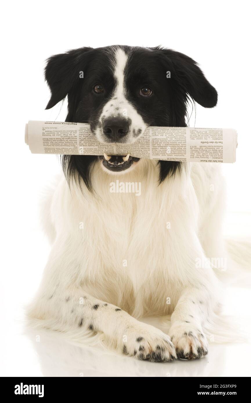 Border Collie in bianco e nero Foto Stock