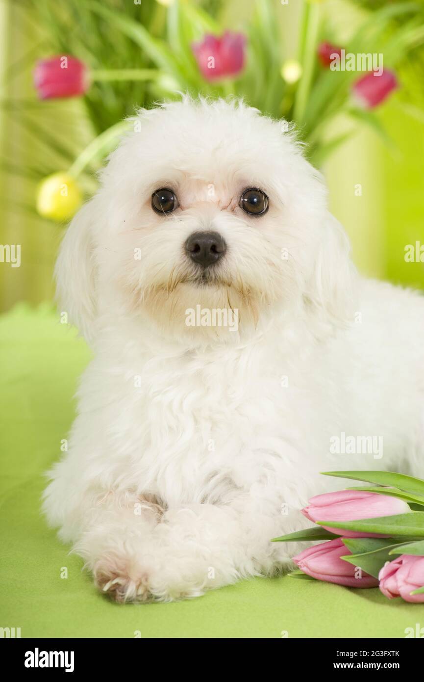 Cane Bolonka Zwetna Foto Stock