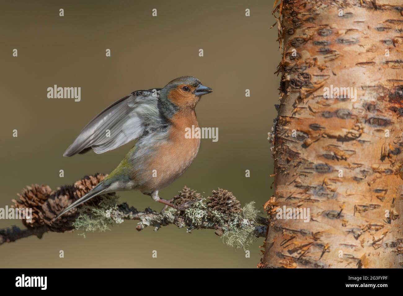 Chaffinch maschio circa a volare ramo con coni di pino vicino, in Scozia in primavera Foto Stock