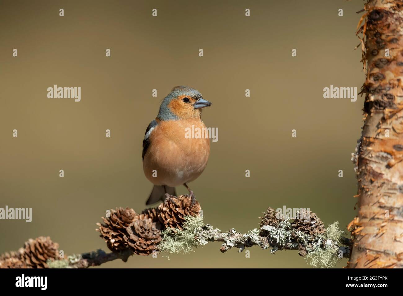 Chaffinch maschio appollaiato su un ramo con coni di pino e lichene da vicino, in Scozia in primavera Foto Stock