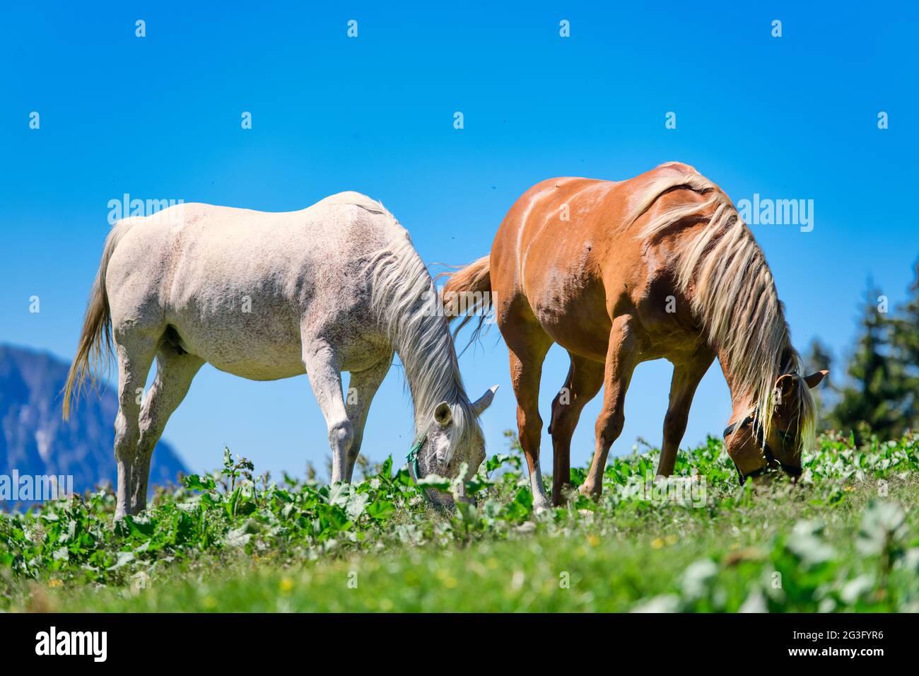 Due cavalli mangiano erba Foto Stock