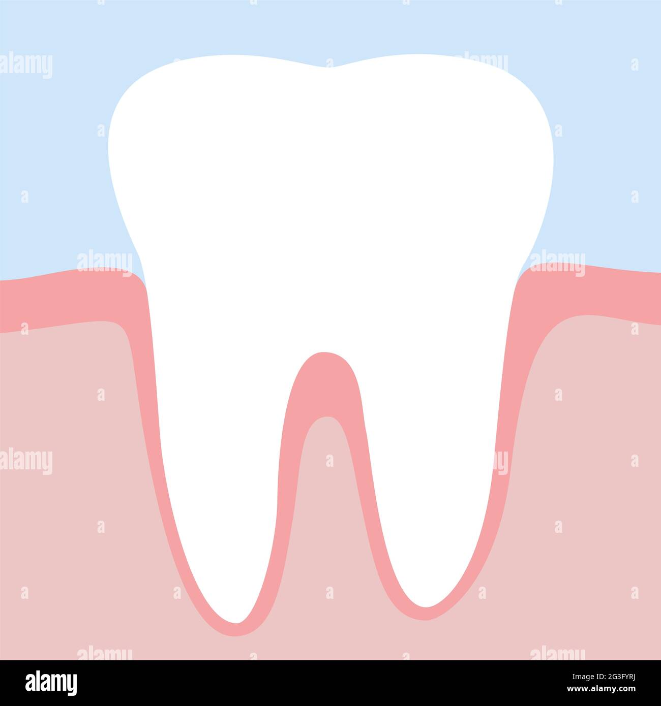 Dente nelle gengive, bianco e sano - illustrazione. Foto Stock