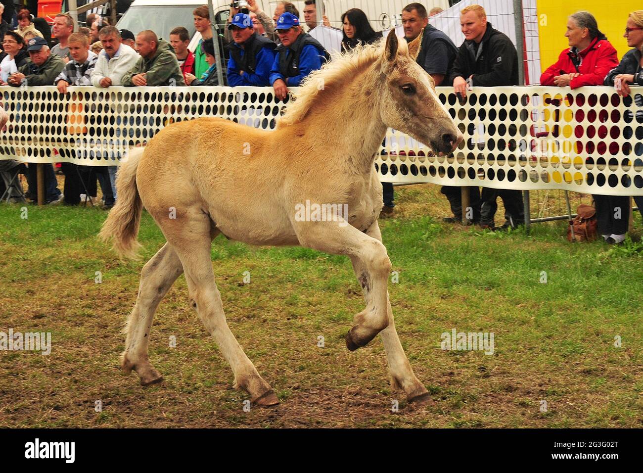 A sangue freddo i cavalli in Germania Foto Stock