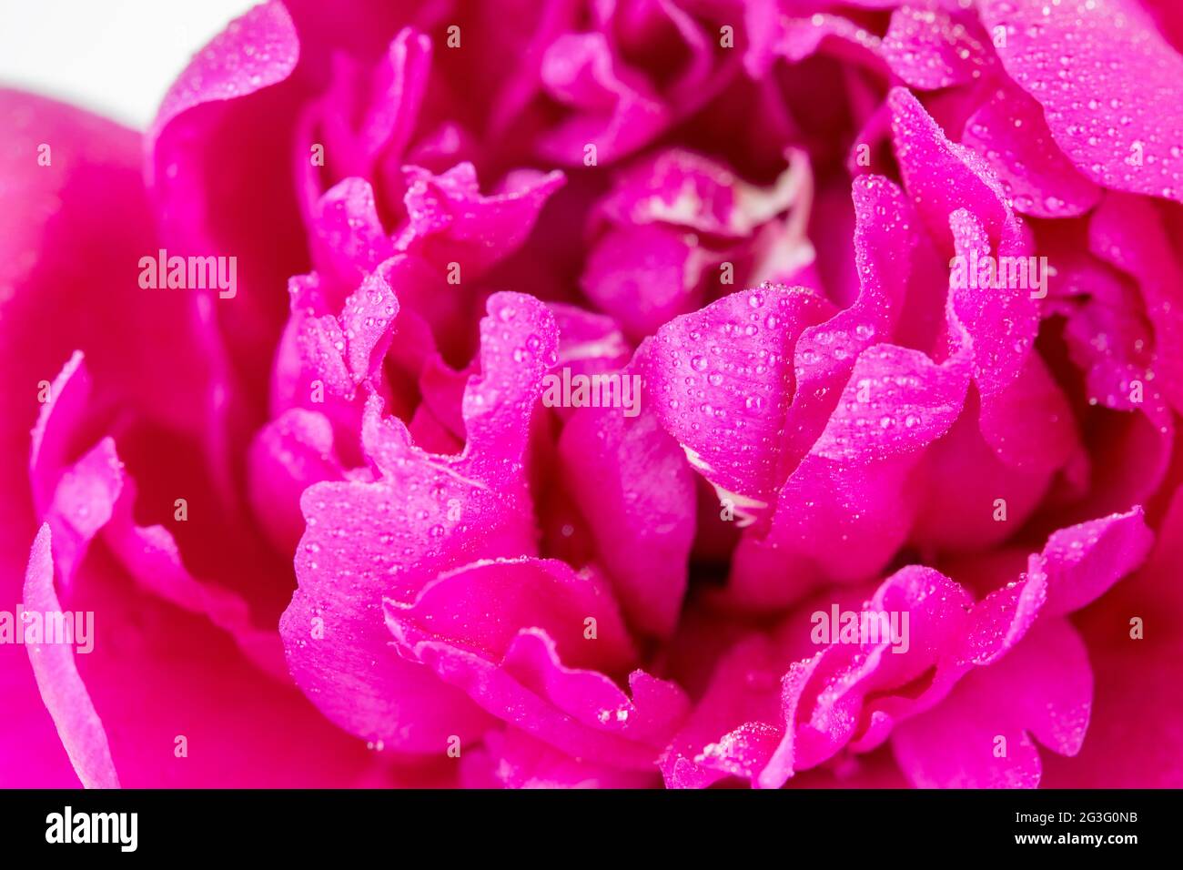 Macro di un fiore porpora cinese Foto Stock