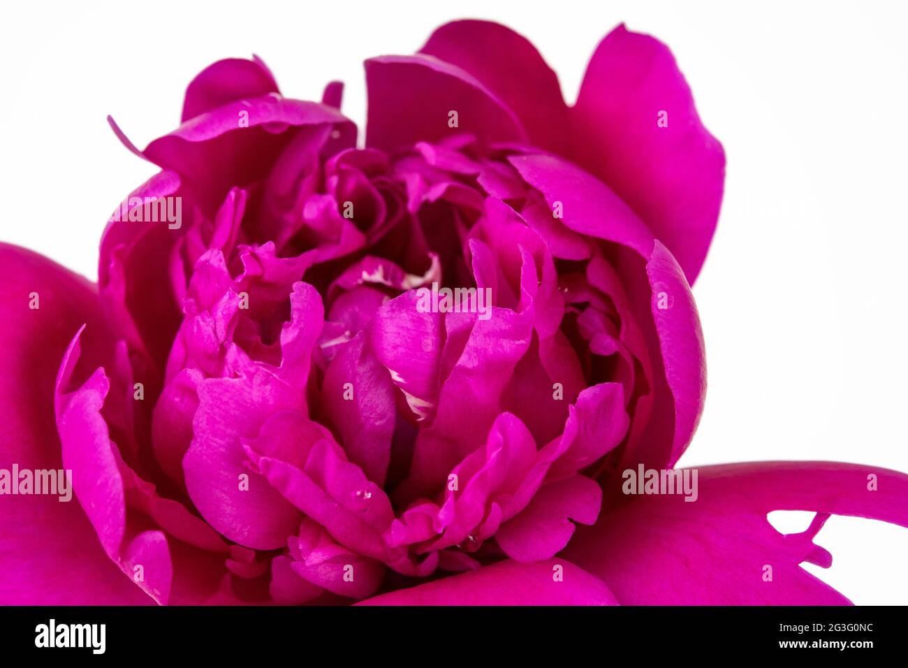 Macro di un fiore porpora cinese Foto Stock