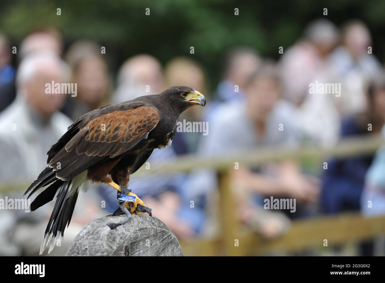 Falco di volo Foto Stock