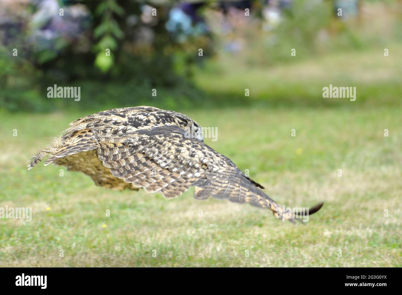 Uhu,Gufo Reale. Foto Stock